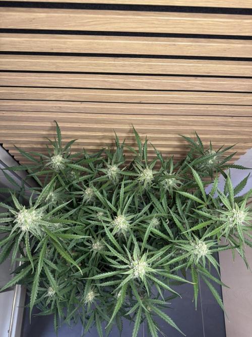 Sour Jealousy Auto. Week 9