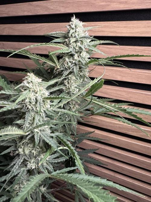 Sour Jealousy Auto. Week 9