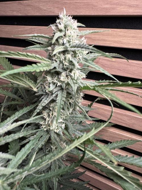 Sour Jealousy Auto. Week 9