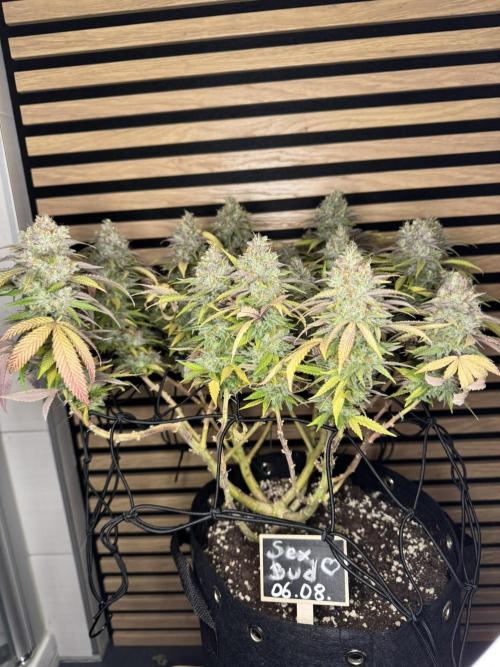 Sex Bud Photo. Week 22