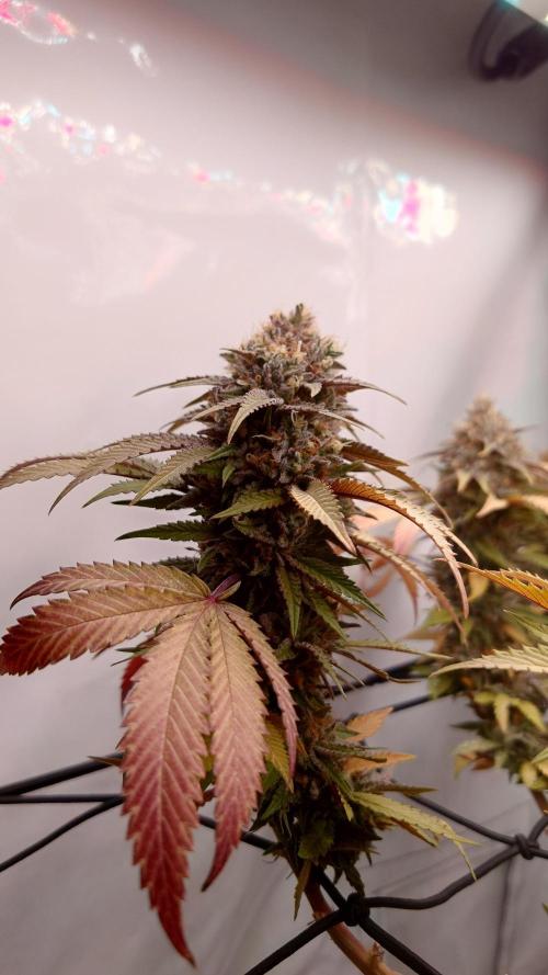 Sex Bud Photo. Week 22