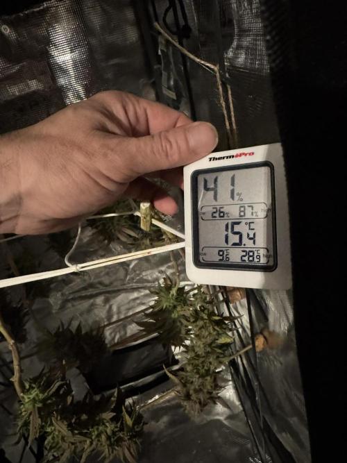 Sex Bud Photo. Week 22