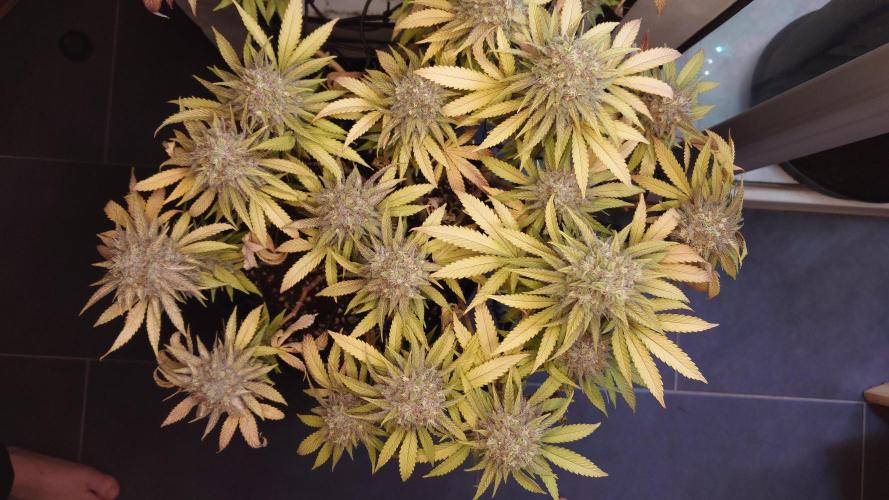 Sex Bud Photo. Week 22