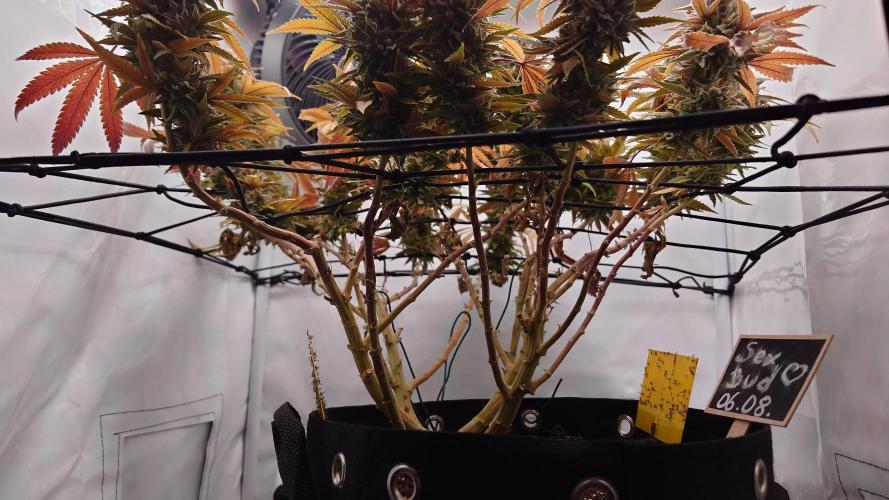 Sex Bud Photo. Week 22