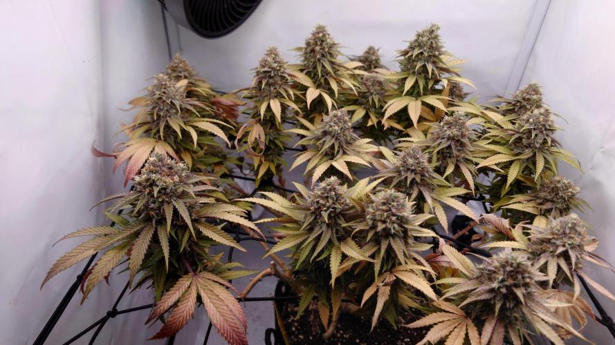 Sex Bud Photo. Week 22