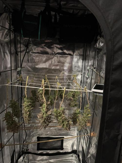 Sex Bud Photo. Week 22