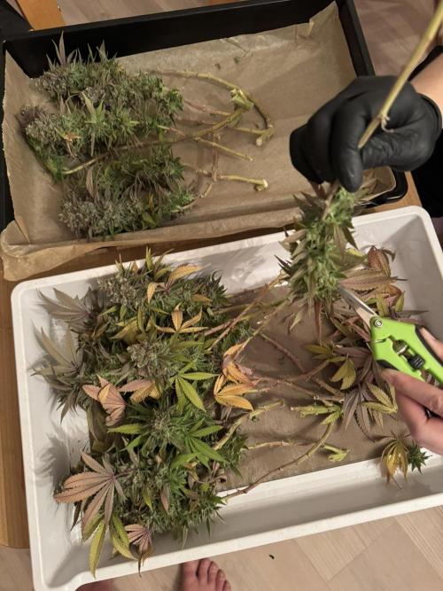 Sex Bud Photo. Week 22