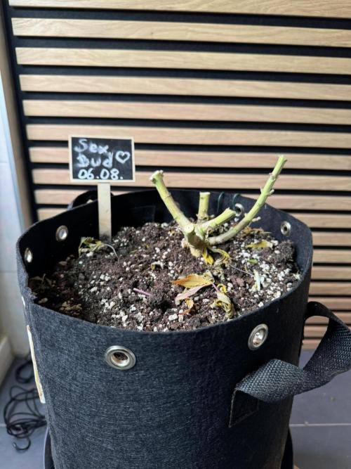 Sex Bud Photo. Week 22