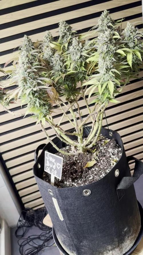 Sex Bud Photo