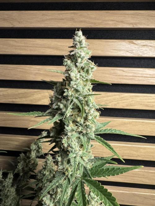 Skywalker OG Auto Indoor. Week 10