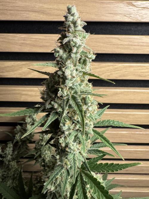 Skywalker OG Auto Indoor. Week 10