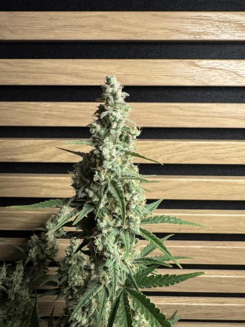 Skywalker OG Auto Indoor. Week 10