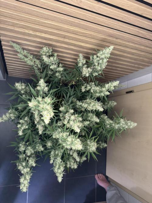 Skywalker OG Auto Indoor. Week 10