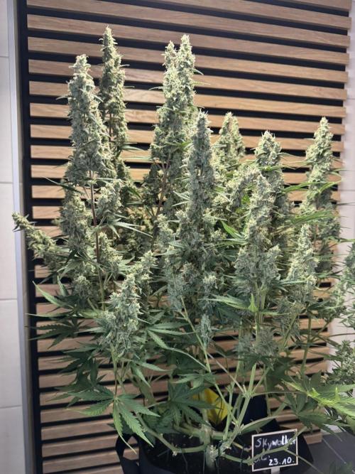 Skywalker OG Auto Indoor. Week 10