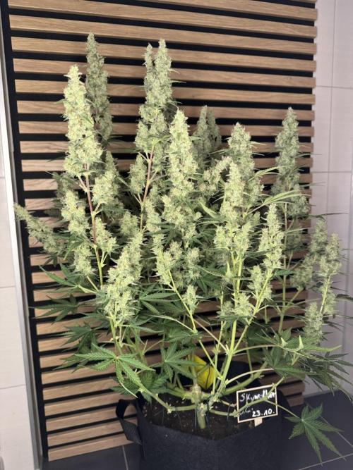 Skywalker OG Auto Indoor. Week 10