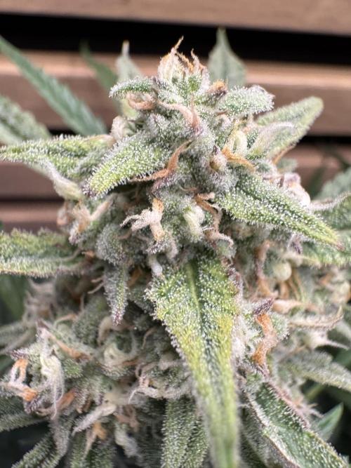 Sour Jealousy Auto. Week 10