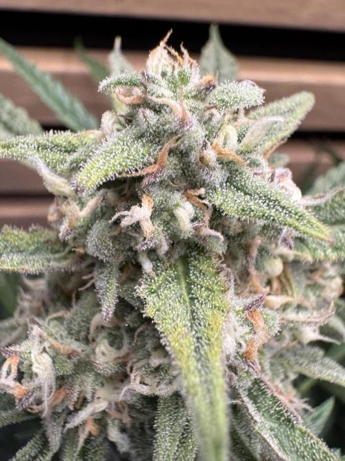 Sour Jealousy Auto. Week 10