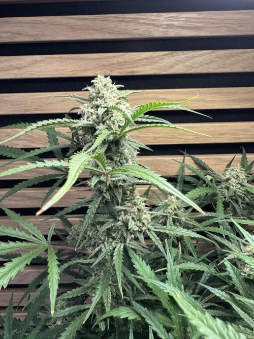 Sour Jealousy Auto. Week 10