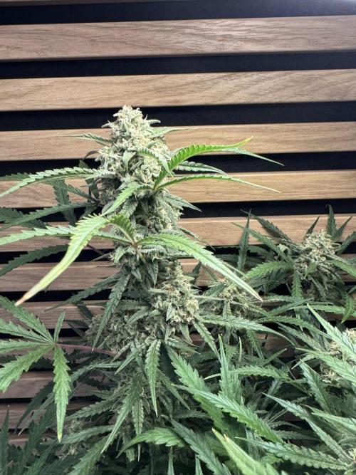 Sour Jealousy Auto. Week 10