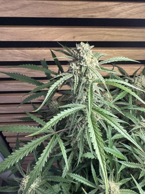 Sour Jealousy Auto. Week 10