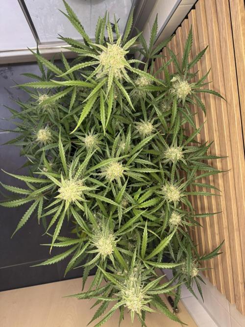 Sour Jealousy Auto. Week 10