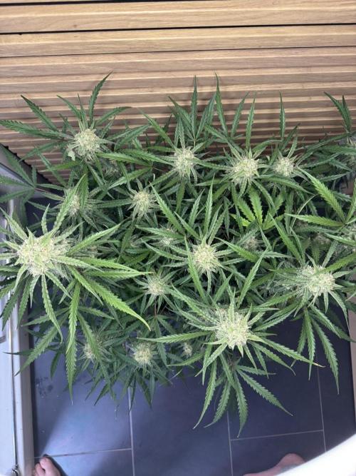 Sour Jealousy Auto. Week 10