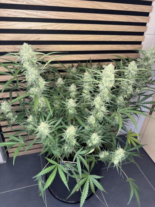 Sour Jealousy Auto. Week 10