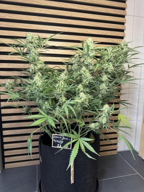 Sour Jealousy Auto. Week 10