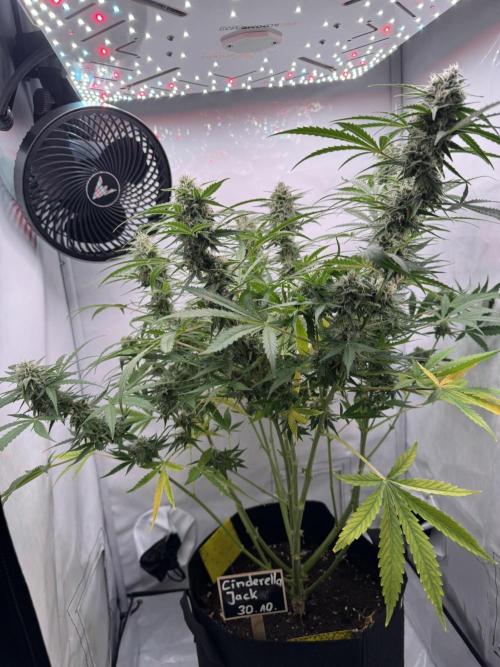 Cinderella Jack (Auto). Week 8