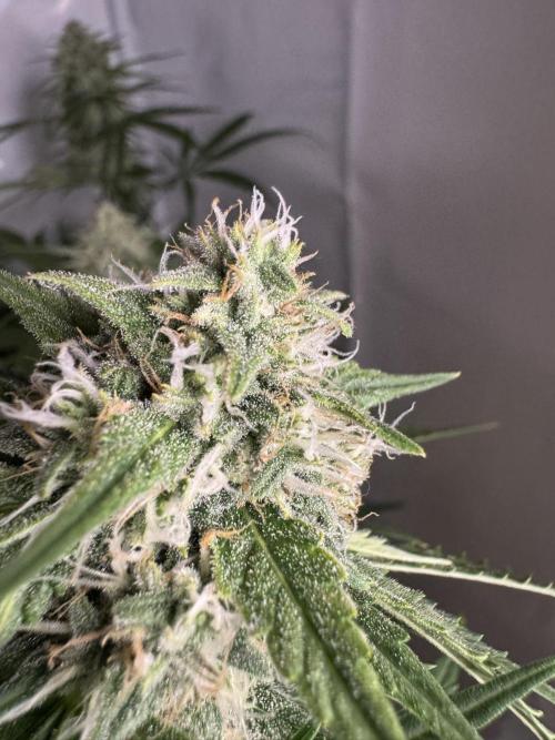 Cinderella Jack (Auto). Week 8