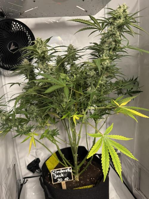 Cinderella Jack (Auto). Week 8