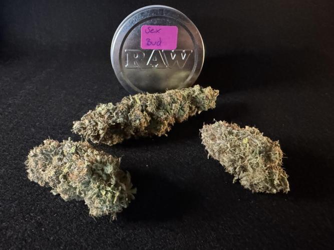 Sex Bud Photo. Week 22