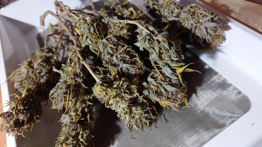 Sex Bud Photo. Week 22 - ready to cure