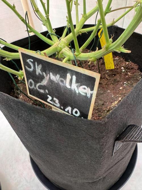 Skywalker OG Auto Indoor. Week 10