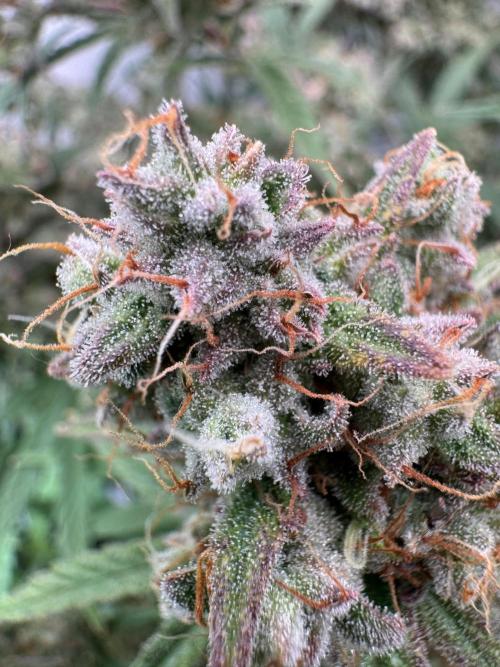 Skywalker OG Auto Indoor. Week 10