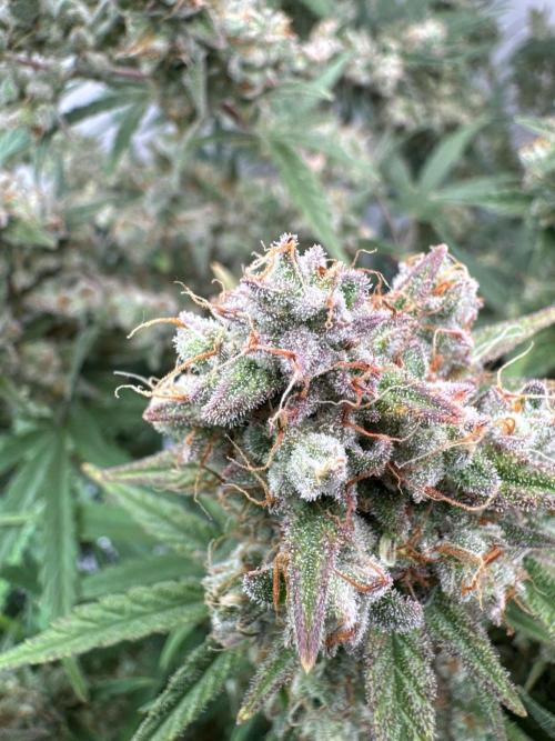 Skywalker OG Auto Indoor. Week 10