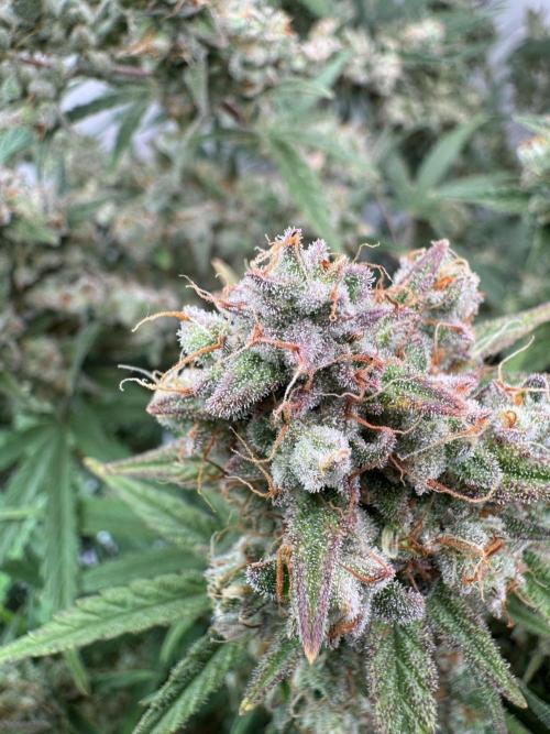 Skywalker OG Auto Indoor. Week 10