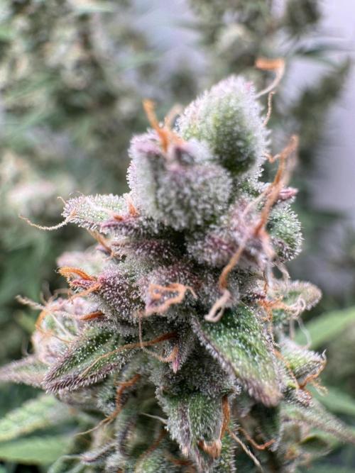 Skywalker OG Auto Indoor. Week 10