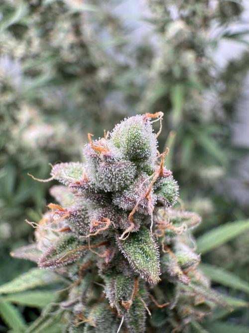 Skywalker OG Auto Indoor. Week 10