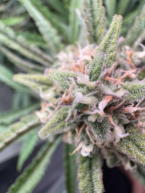 Sour Jealousy Auto. Week 10