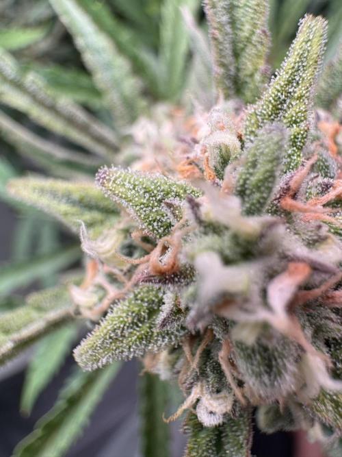 Sour Jealousy Auto. Week 10