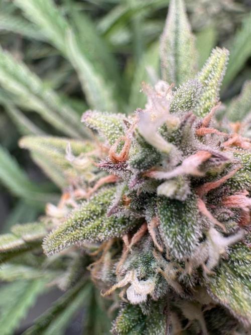 Sour Jealousy Auto. Week 10