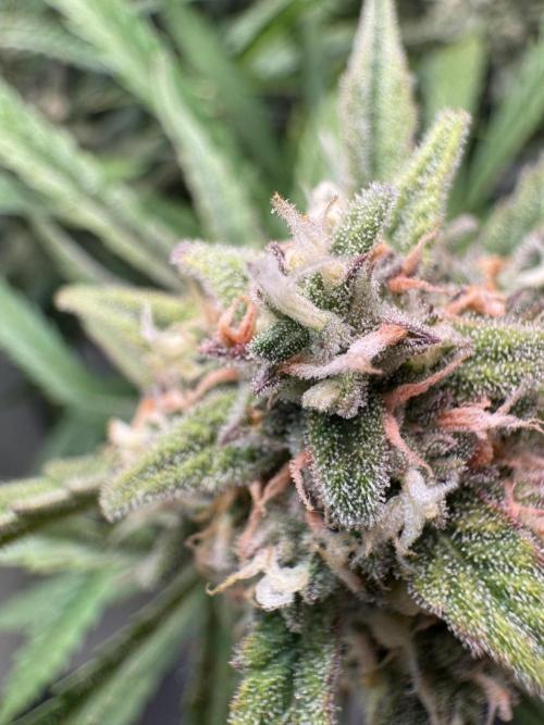 Sour Jealousy Auto. Week 10