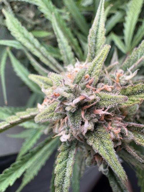 Sour Jealousy Auto. Week 10