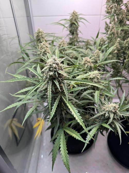 Sour Jealousy Auto. Week 10