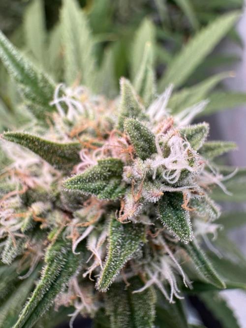 Cinderella Jack (Auto). Week 8