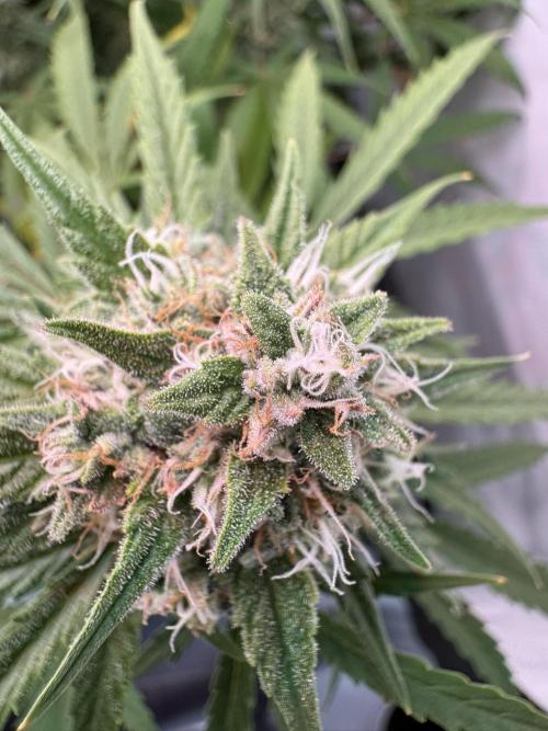 Cinderella Jack (Auto). Week 8