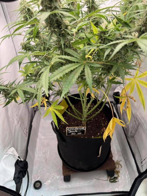 Cinderella Jack (Auto). Week 8