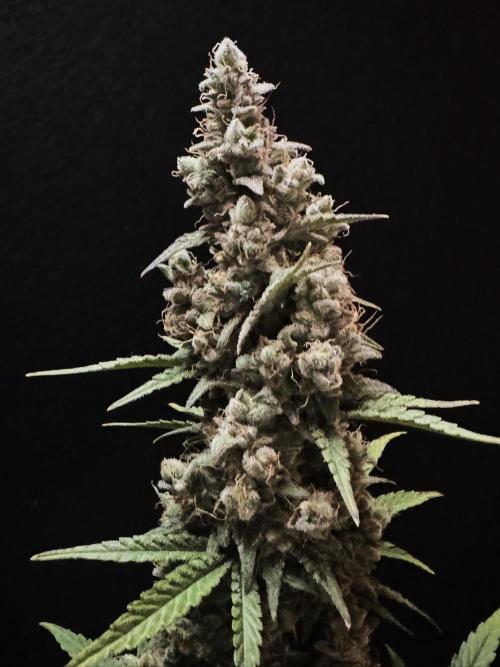 Skywalker OG Auto Indoor. Week 11