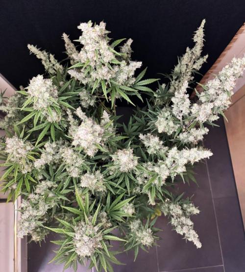 Skywalker OG Auto Indoor. Week 11